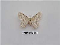 藏品(尺蛾343)的圖片